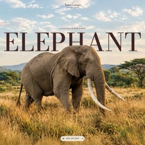 پیشنمایش قالب سایت آماده «Tana Elephant»